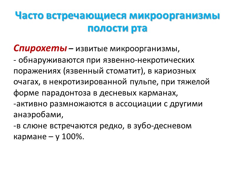 Часто встречающиеся микроорганизмы полости рта Спирохеты – извитые микроорганизмы,  - обнаруживаются при язвенно-некротических